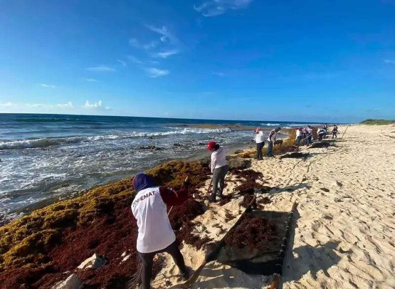 Basura y sargazo, trampa mortal para tortugas marinas en Cozumel