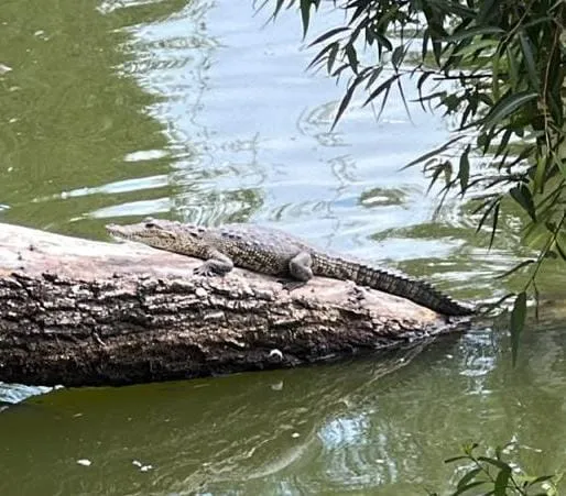 Reubican al cocodrilo Fugaz de la Laguna de San Baltazar en Puebla