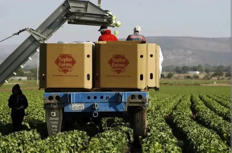 Descarta Cofepris que lechuga mexicana causara brotes en EU