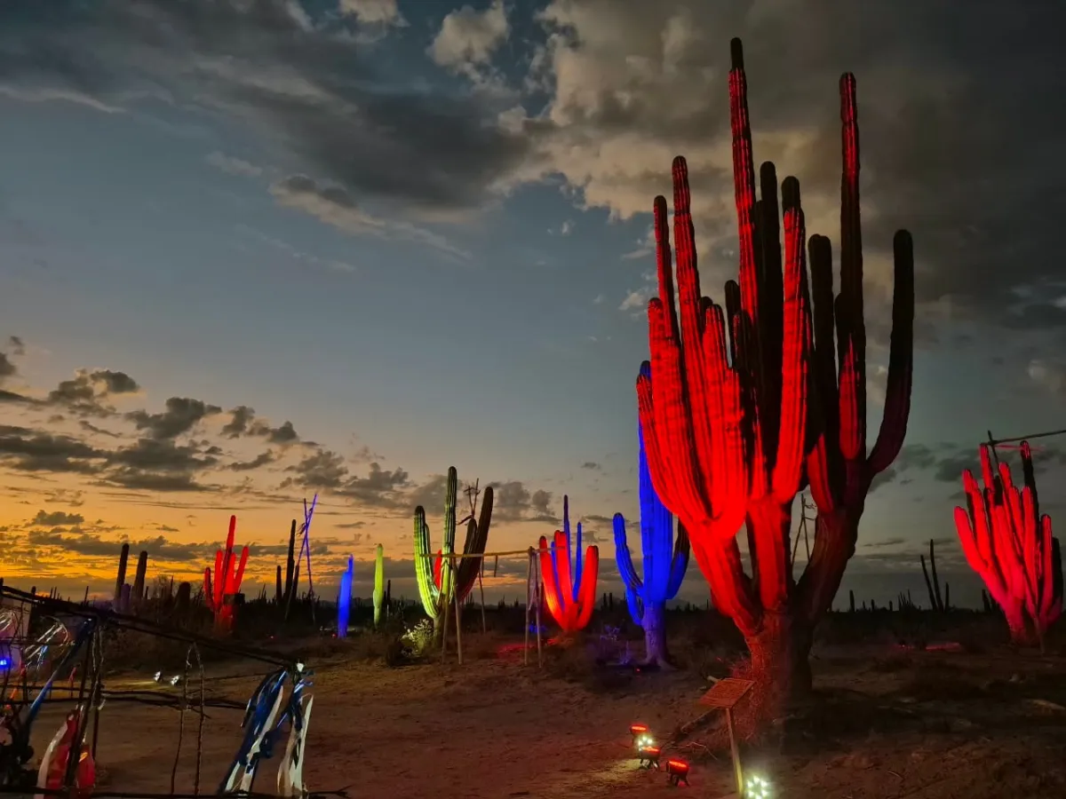Representación del Año Nuevo Seri en el bosque de cardones marca el inicio del KinoFest con cánticos de sanación y pinturas tradicionales