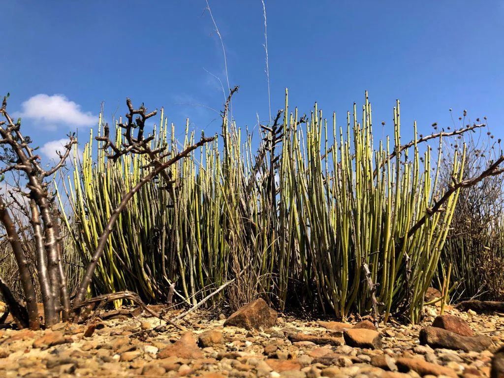 Las comunidades candelilleras del desierto en Coahuila