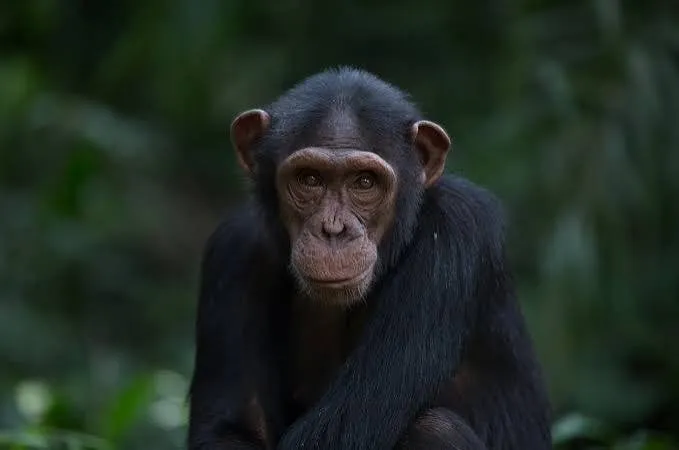 Los chimpancés roban con menos frecuencia a sus amigos, incluso cuando se les ofrece piña