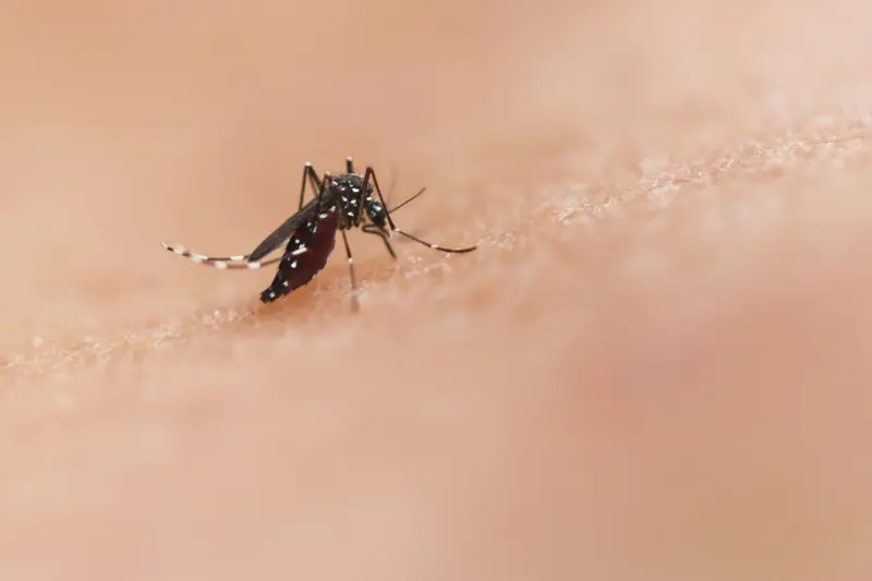 Alerta Nueva Jersey por la primera muerte ligada al virus del Nilo