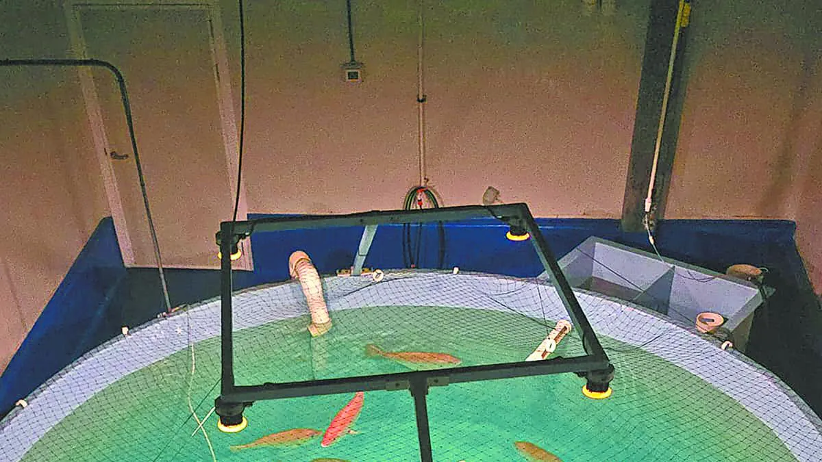 Acuacultura regenerativa: especies de laboratorio al mar abierto