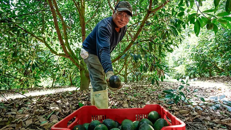 Aguacate blindará sus exportaciones con nuevas certificaciones de trazabilidad y formalidad laboral