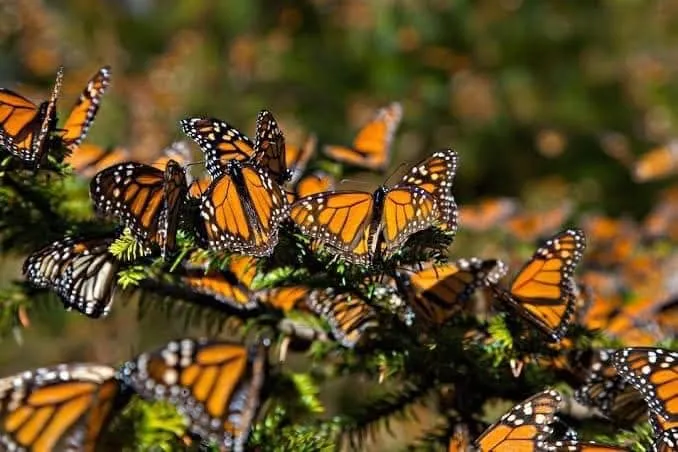 Alista Edomex sus santuarios para recibir a la Mariposa Monarca