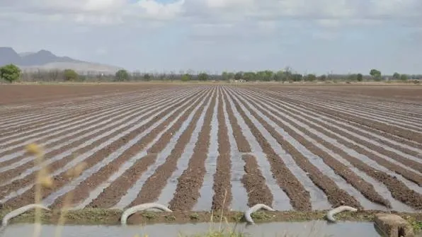 Escasez de agua mantiene incierto el ciclo agrícola 2027 en Chihuahua