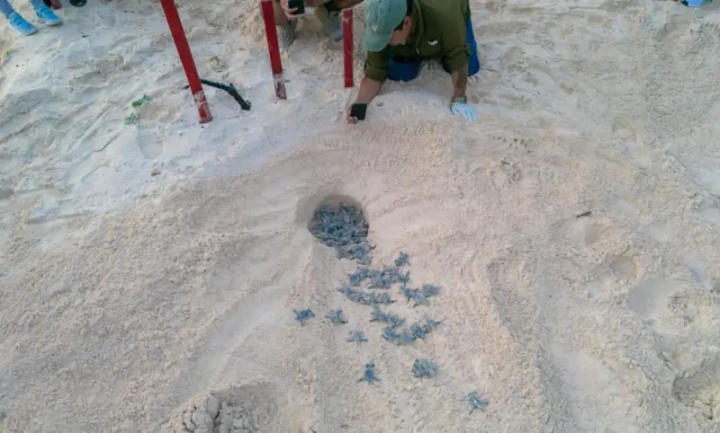Toman el rumbo al mar desde Cozumel cerca de 7 mil tortugas 