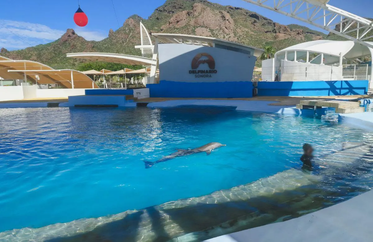 ¿De qué murió Moana en el Delfinario Sonora? La necropsia reportó un traumatismo y la Profepa busca esclarecer qué ocurrió