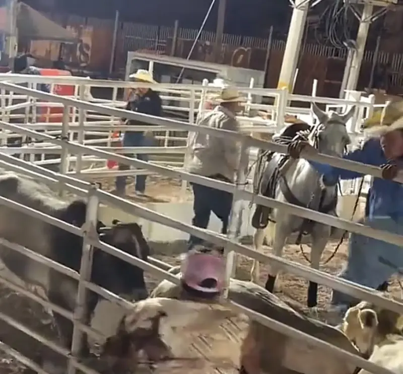 Inspeccionarán rodeos de las Fiestas del Sol tras denuncias de presunto maltrato animal