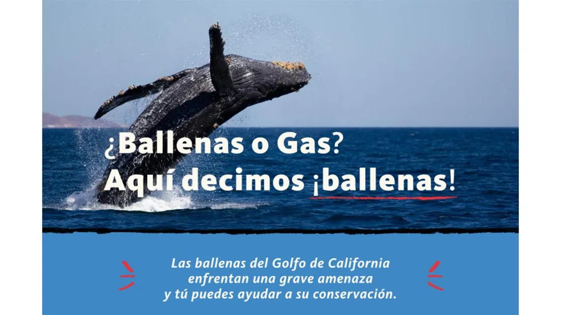 Lanzan documental en defensa de ballenas mexicanas con voces de Jane Fonda y Ximena Sariñana