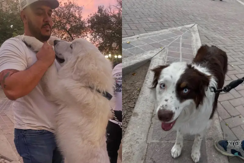 Fundación Ladridos realizará Paseo Masivo de Lomitos en Hermosillo con caminata, adopciones y donativos de croquetas