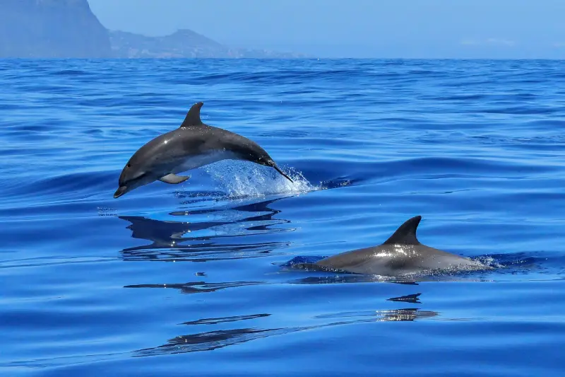 Químicos de pantallas de televisores y celulares se acumulan en el cerebro de delfines debido a la filtración de desechos electrónicos al mar, provocan alteraciones genéticas y neurotóxicas graves; un estudio revela el grave impacto ambiental