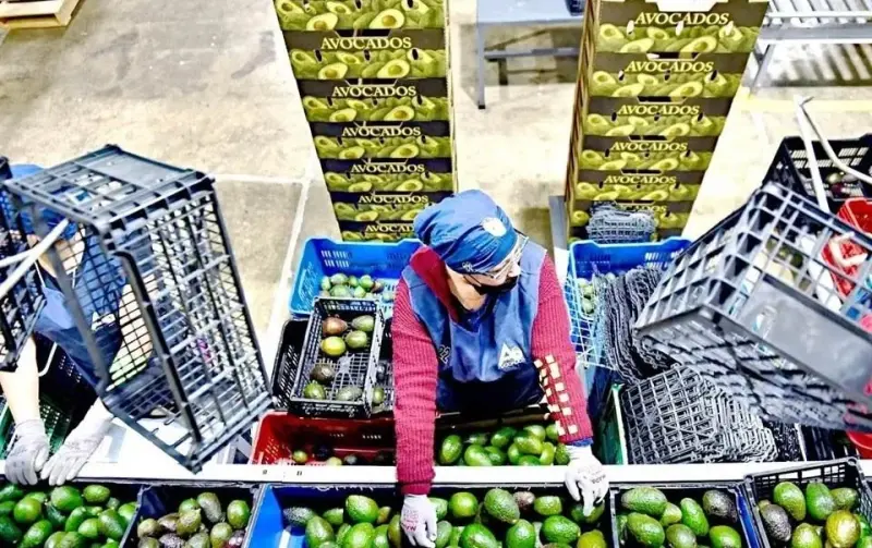 Urgen en EU topar aguacate mexicano por cárteles