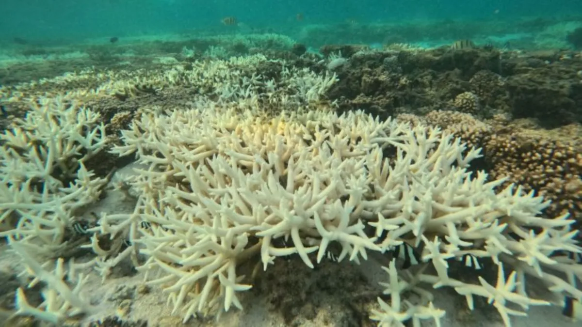 No es solo El Niño: el peligro oculto que amenaza a la Gran Barrera de Coral