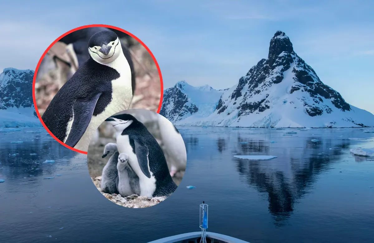 Desde 2011 casi dos tercios de pingüinos desaparecieron de una isla cercana a la Antártida