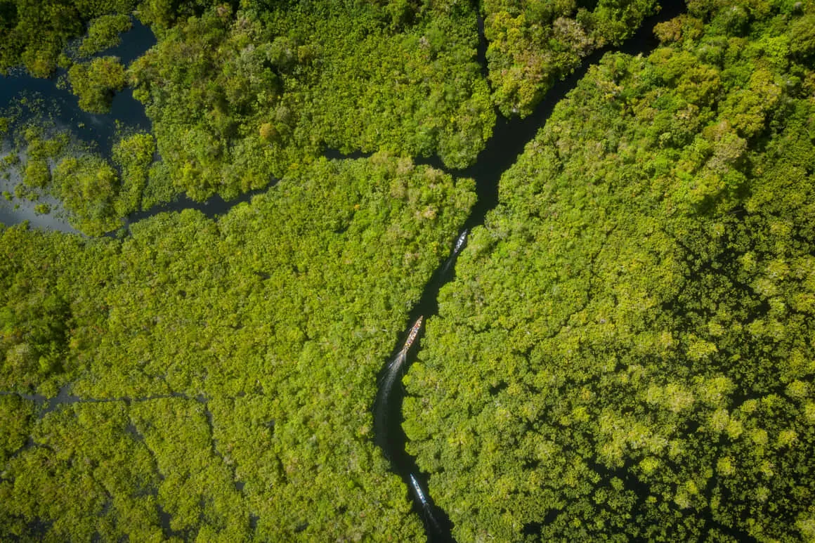Cae la deforestación en la Amazonía a su menor nivel desde 1988