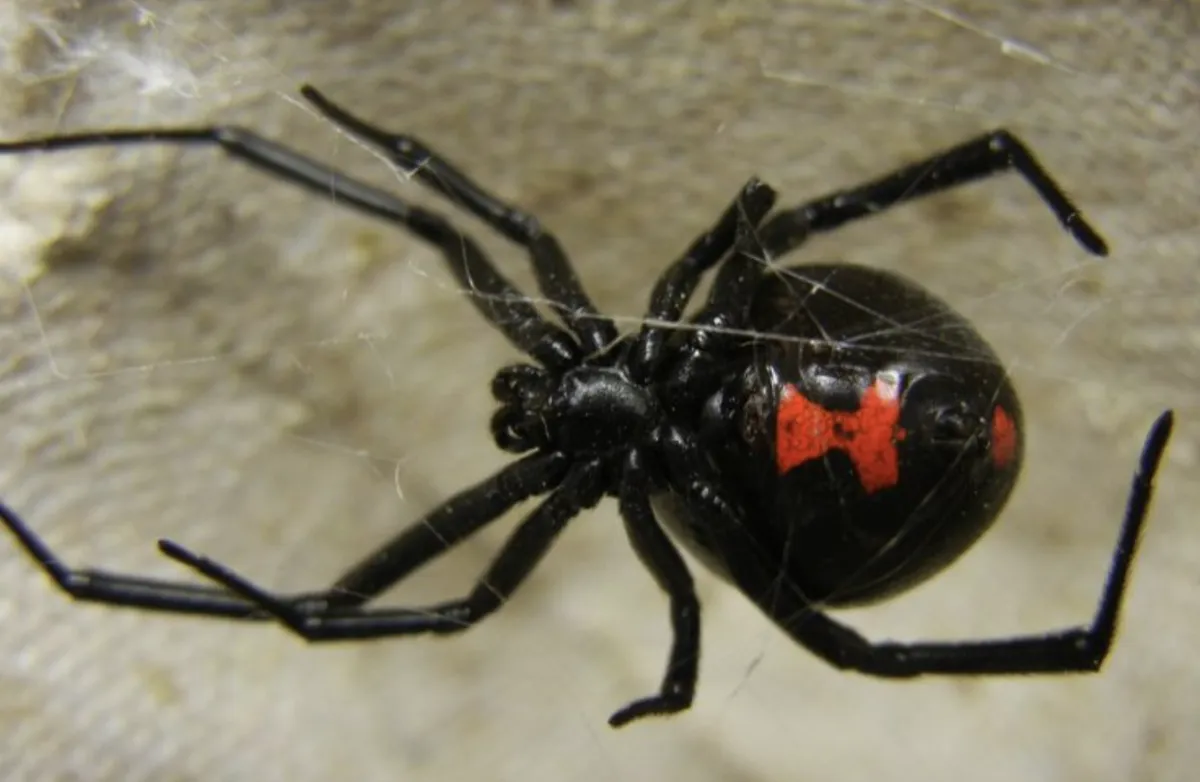 Alertan por mordeduras de araña en Piedras Negras; paciente sigue hospitalizado tras acudir tres días después
