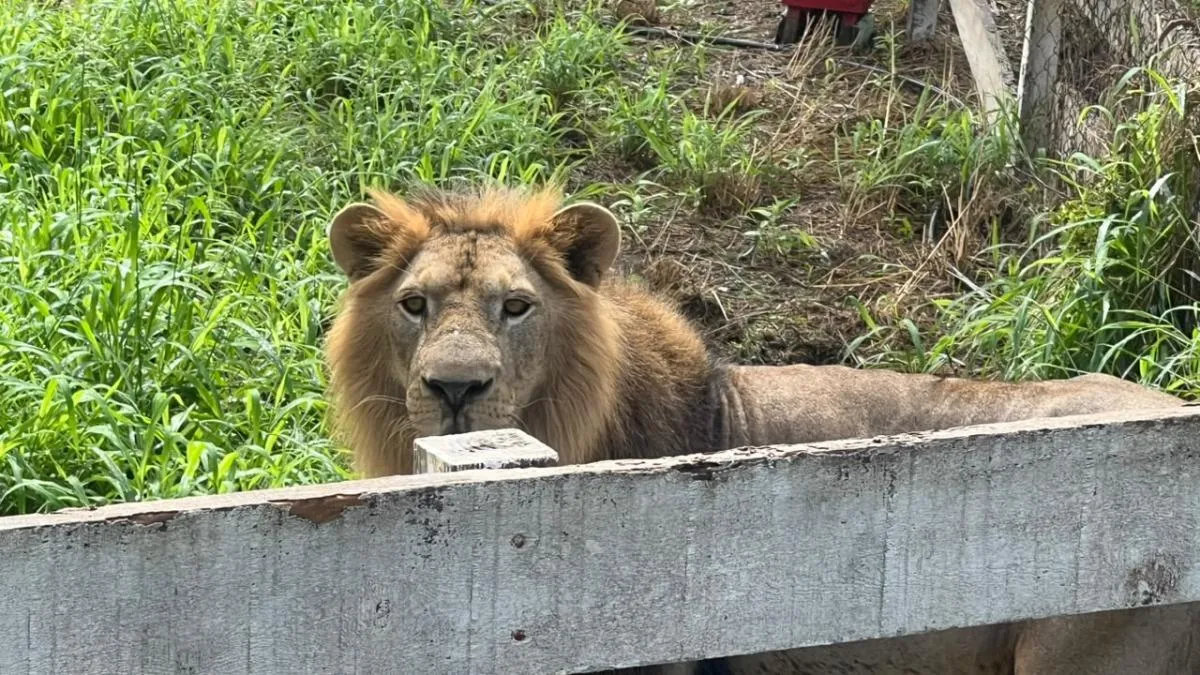 Rescatan a león africano que habitaba en rancho abandonado