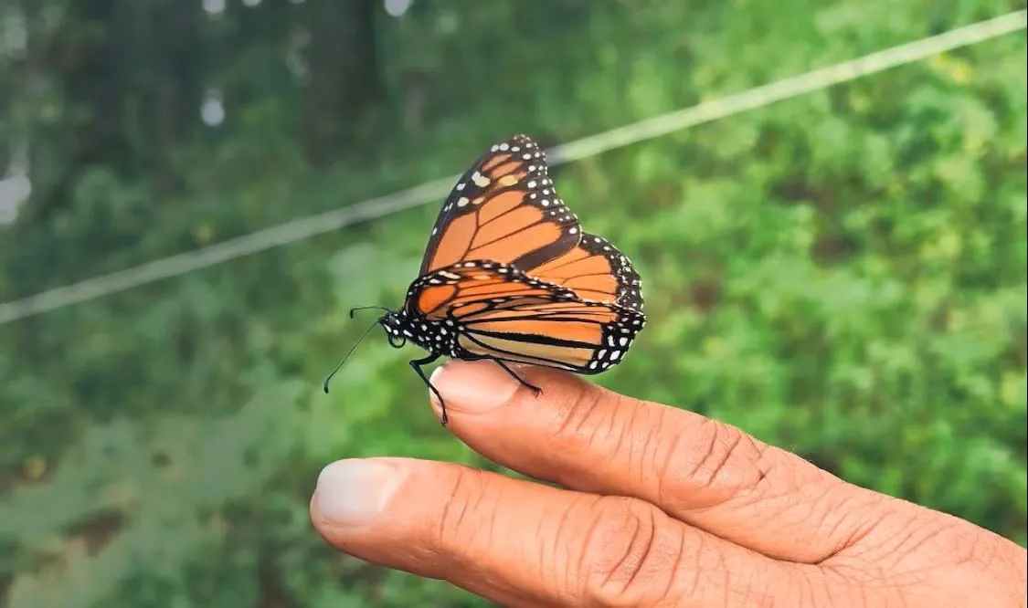 Invita UAdeC a monitorear el paso de la mariposa monarca en Arteaga