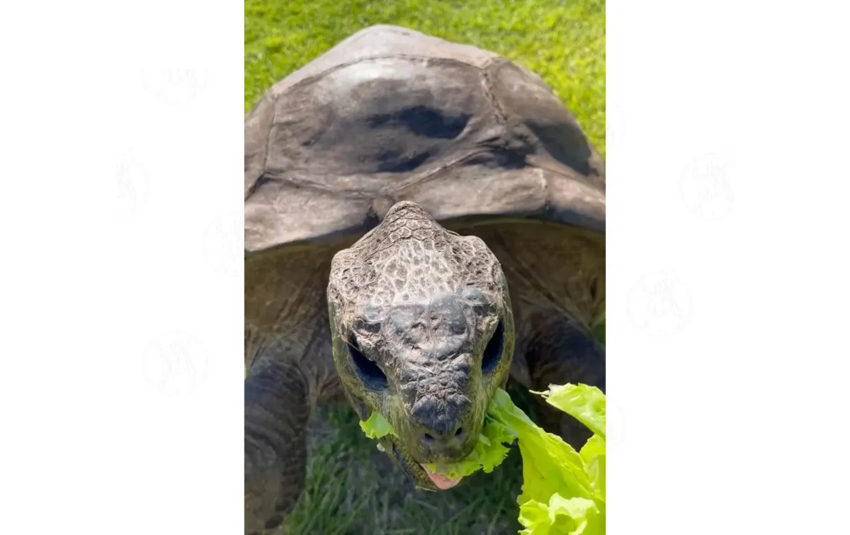 ¿Qué secretos sobre el envejecimiento guarda Jonathan, la tortuga gigante de 194 años?