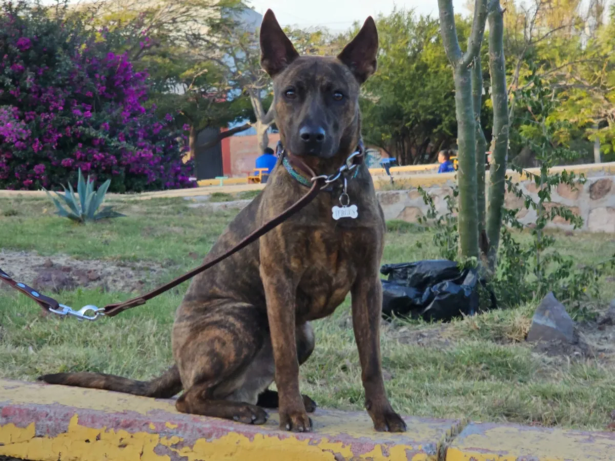 Colectivos buscan aprobación de la Ley de Bienestar Animal previo al inicio de las campañas