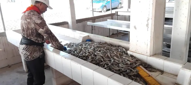Reportan baja captura y expectativa por precio del camarón en Sinaloa