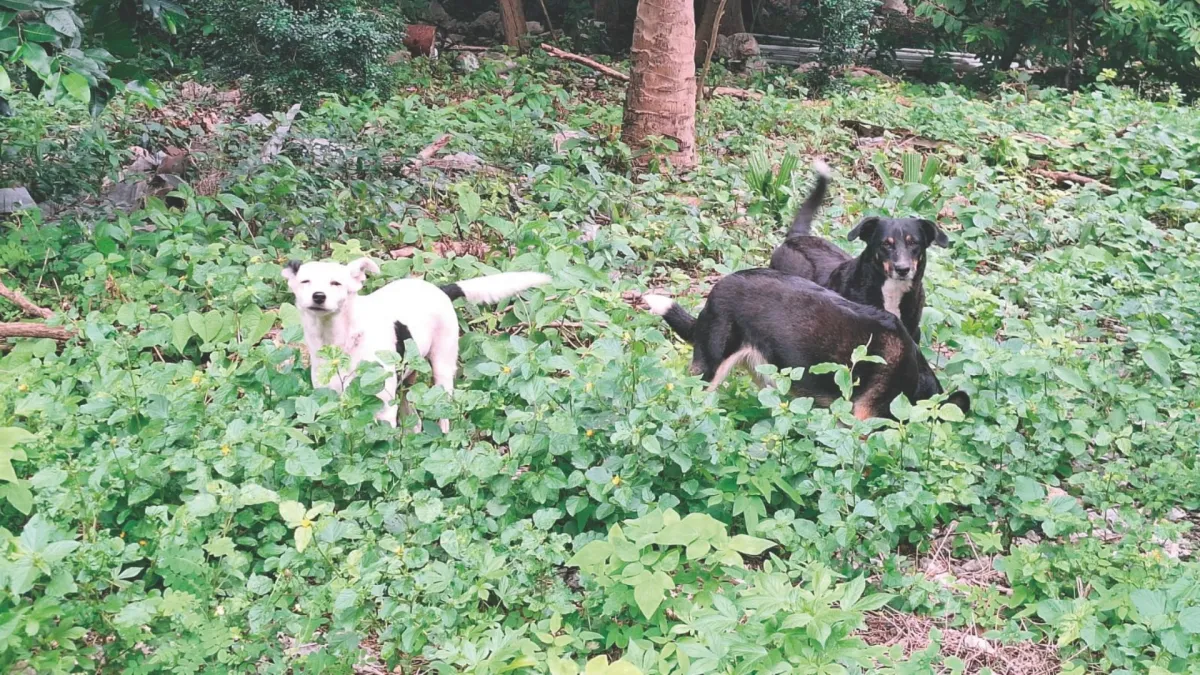 Ayuntamiento en Mérida busca esterilizar a más de mil 600 especies ferales que afectan a fauna local