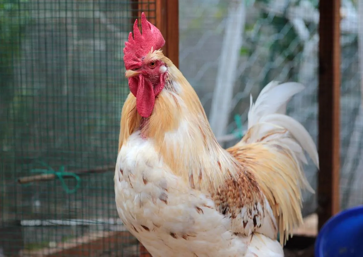 Prohíbe municipio de Nueva Jersey tener nuevos gallos por el ruido