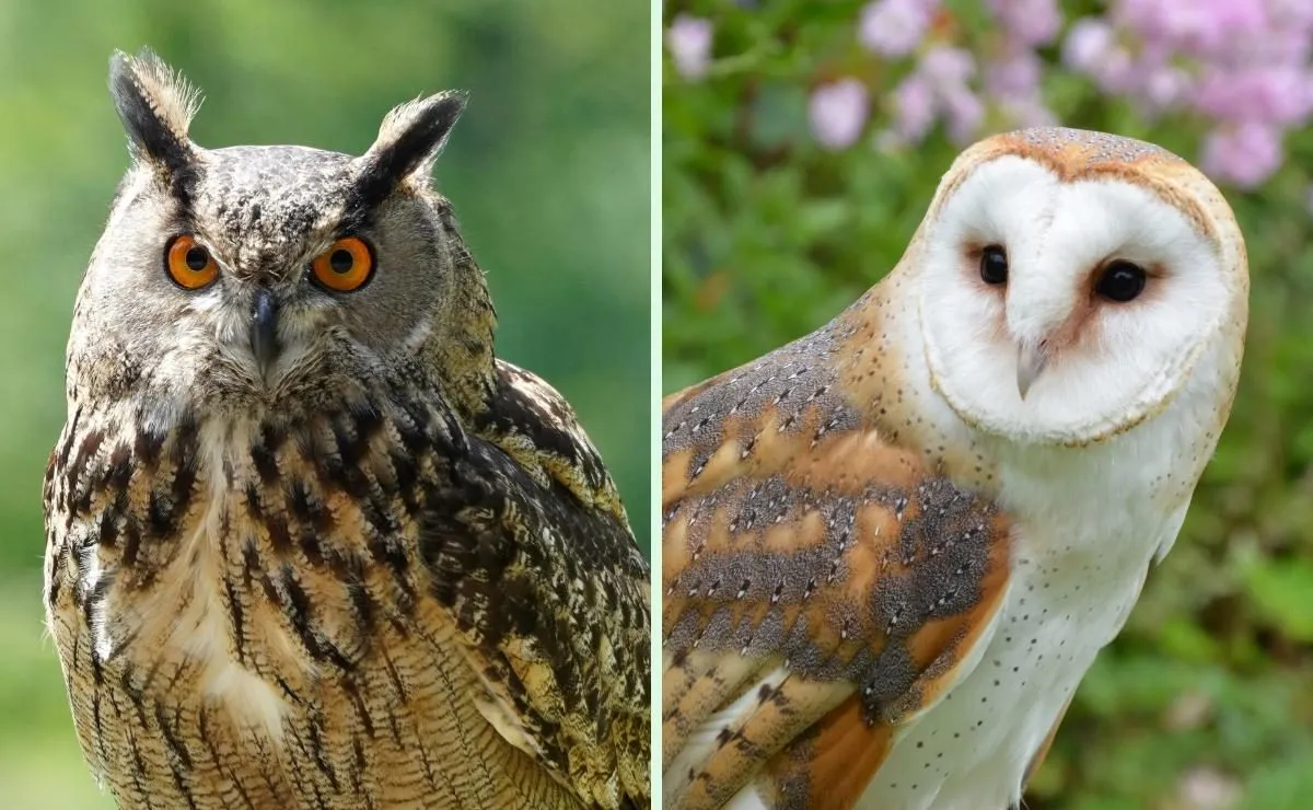 ¿Aves de mal agüero? Las supersticiones que amenazan a lechuzas y tecolotes