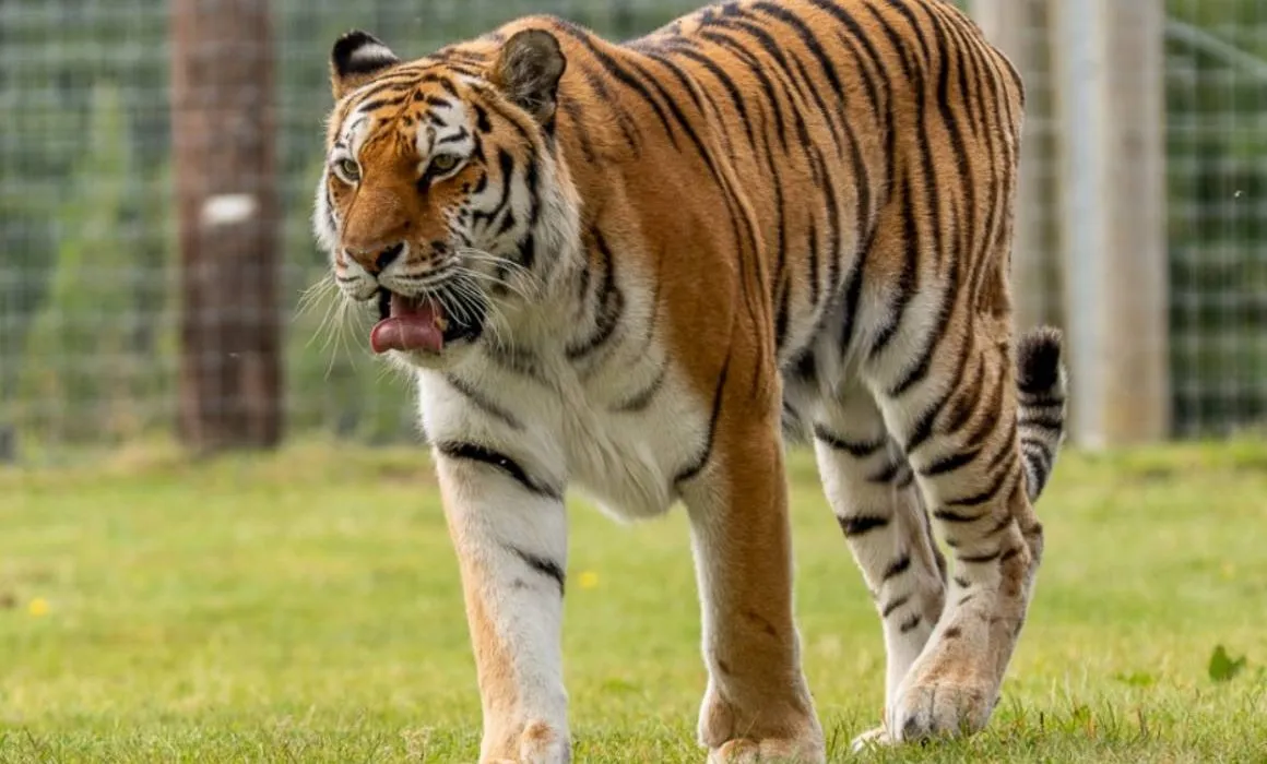 Identifican a hombre que murió tras ataque de un tigre en Inglaterra