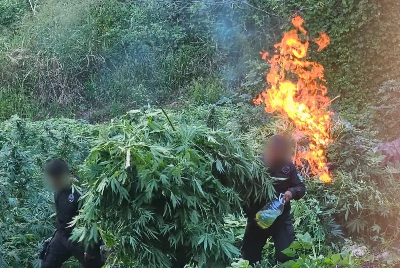 Destruye Policía de Jalisco 52 mil plantas de mariguana en Tequila