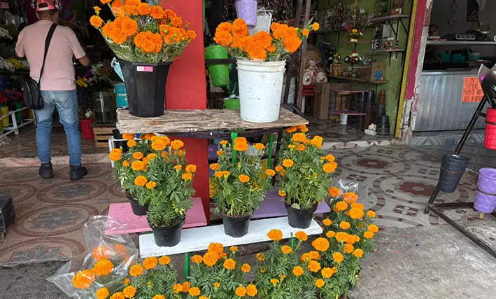 ¡Ya huele a Día de Muertos! El cempasúchil comienza a tomar Cancún