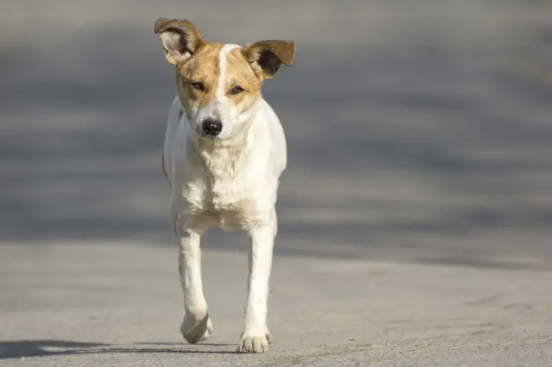 Hasta 100 eutanasias al mes a perros y gatos en San Juan del Río