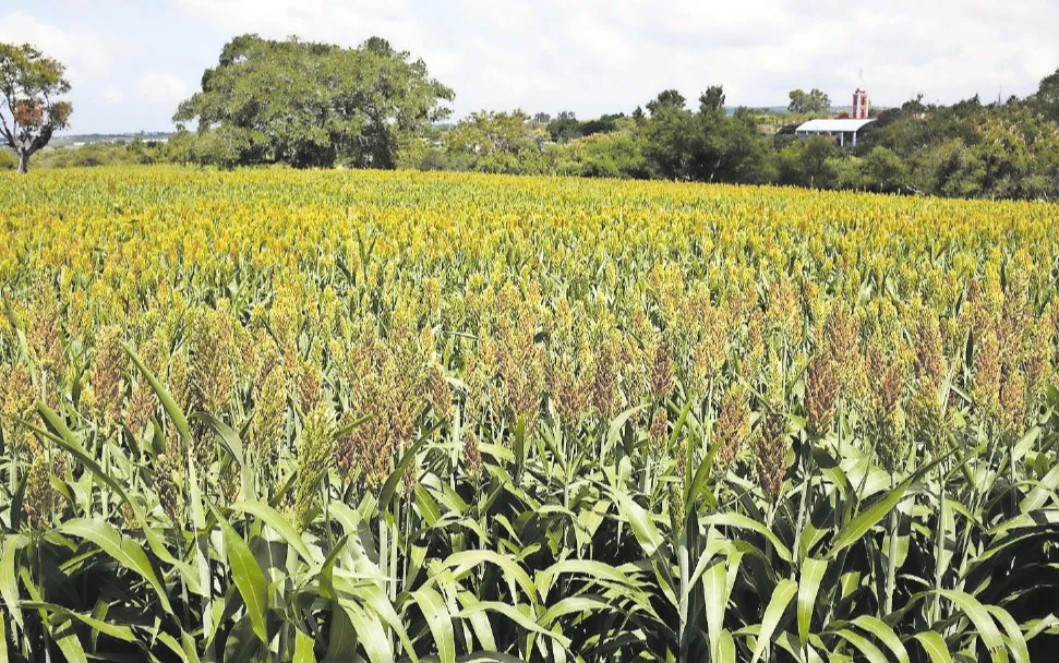 Sufre producción de sorgo su peor caída en 40 años