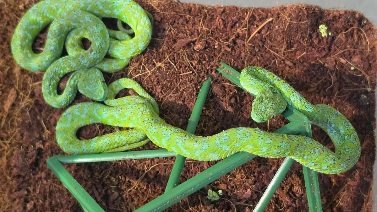 Detienen en Alemania a mexicano que transportaba 90 reptiles ocultos en botellas y calcetines